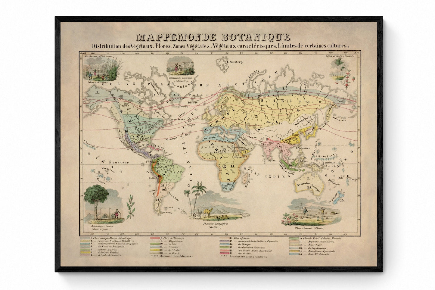 Botanical World Map - Antique Reproduction - dated 1858 - Botany - Plant, Flower, Vegetation - Large Wall Map - Available Framed