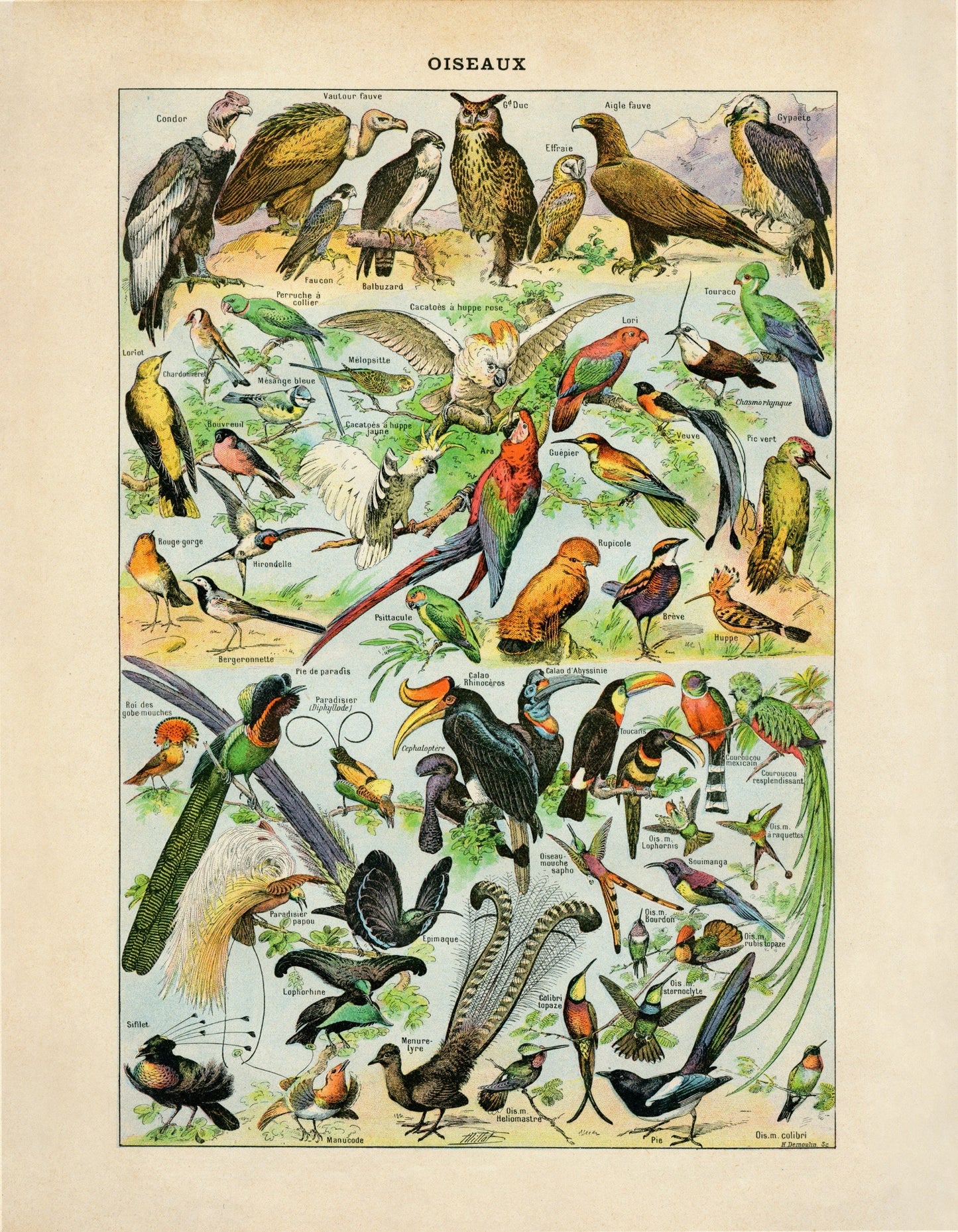 Bird Poster - Antique Reproduction - Larousse - Ornithology - Natural History - Available Framed