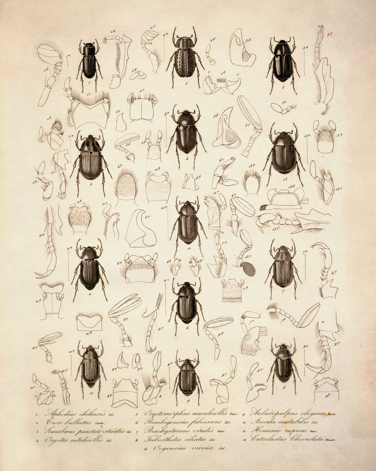 Beetles - Antique Reproduction