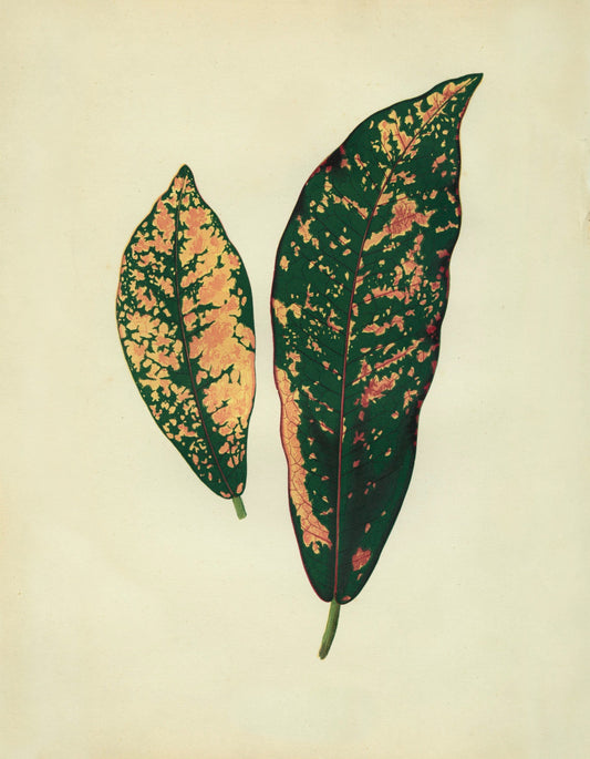 Croton Pictum Print - Antique Reproduction - Botanical Art - Leaf - Gardener Gift - Available Framed