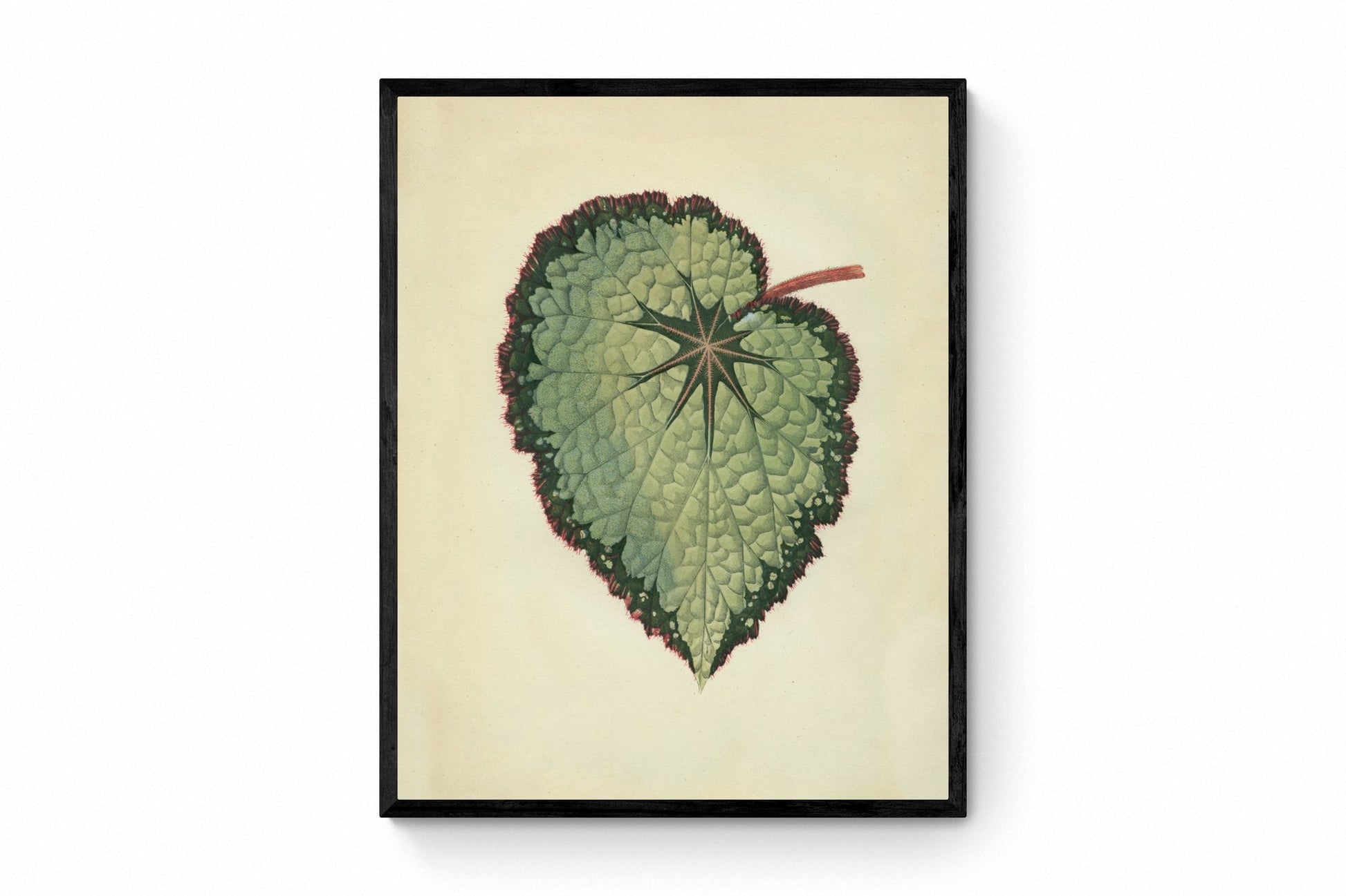 Begonia Rex (Isis Variety) Print - Antique Reproduction - Botanical Art - Leaf - Gardener Gift - Available Framed