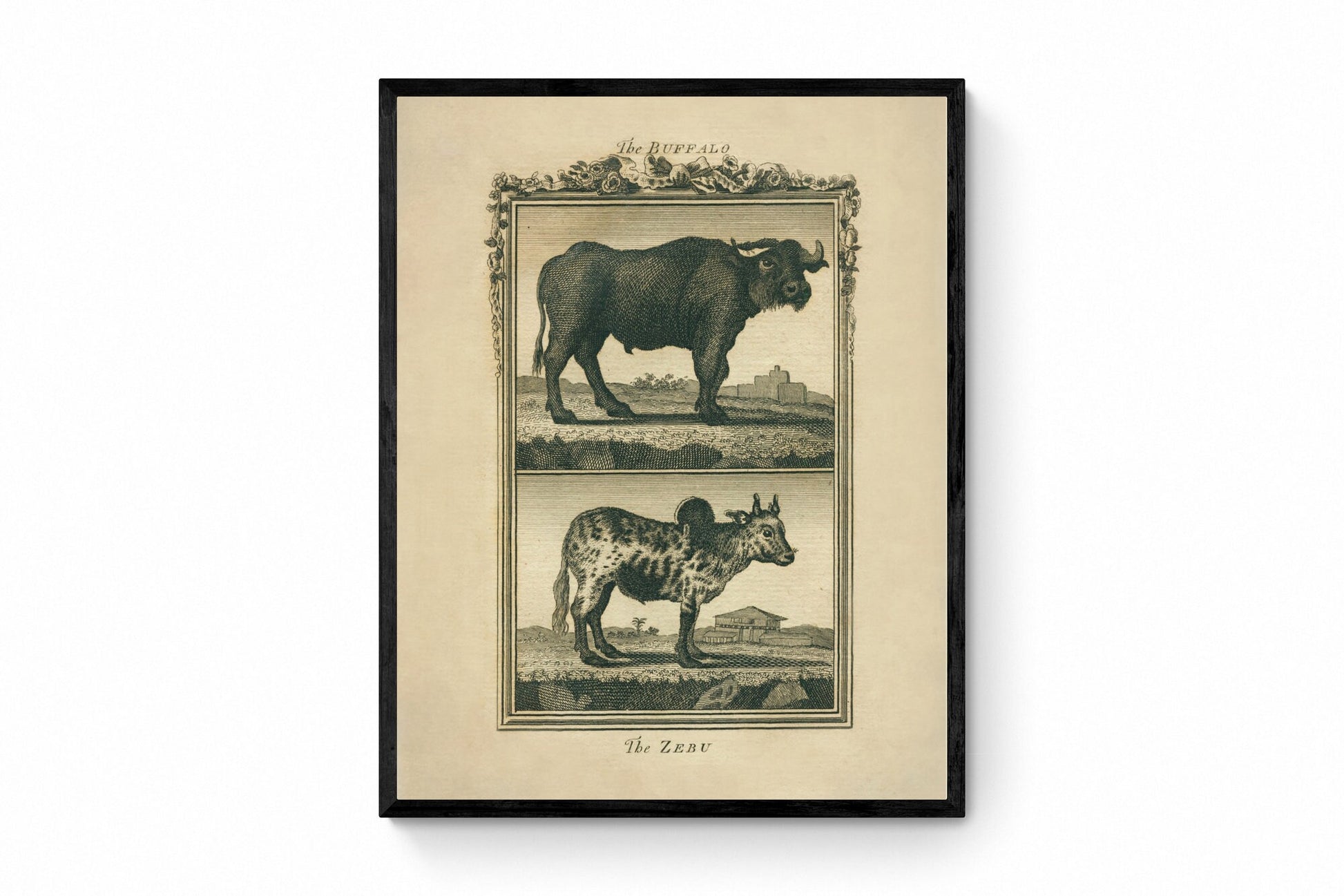 Buffalo & Zebu - Antique Reproduction - Buffon 1775 - Animal Art - Natural History - Available Framed