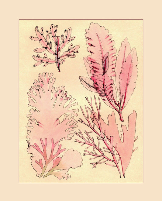 1857 Seaweed Print