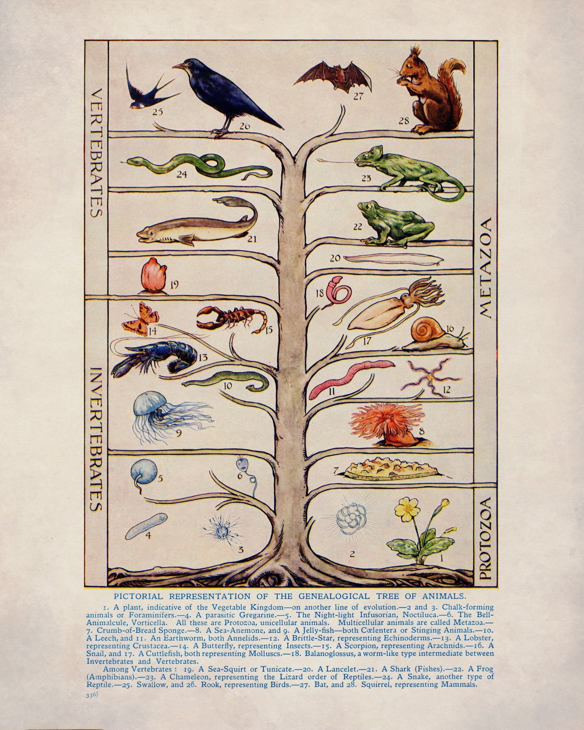 Genealogical Tree of Animals Print - Antique Reproduction - Zoology - Natural History - Metazoa - Protozoa - Available Framed