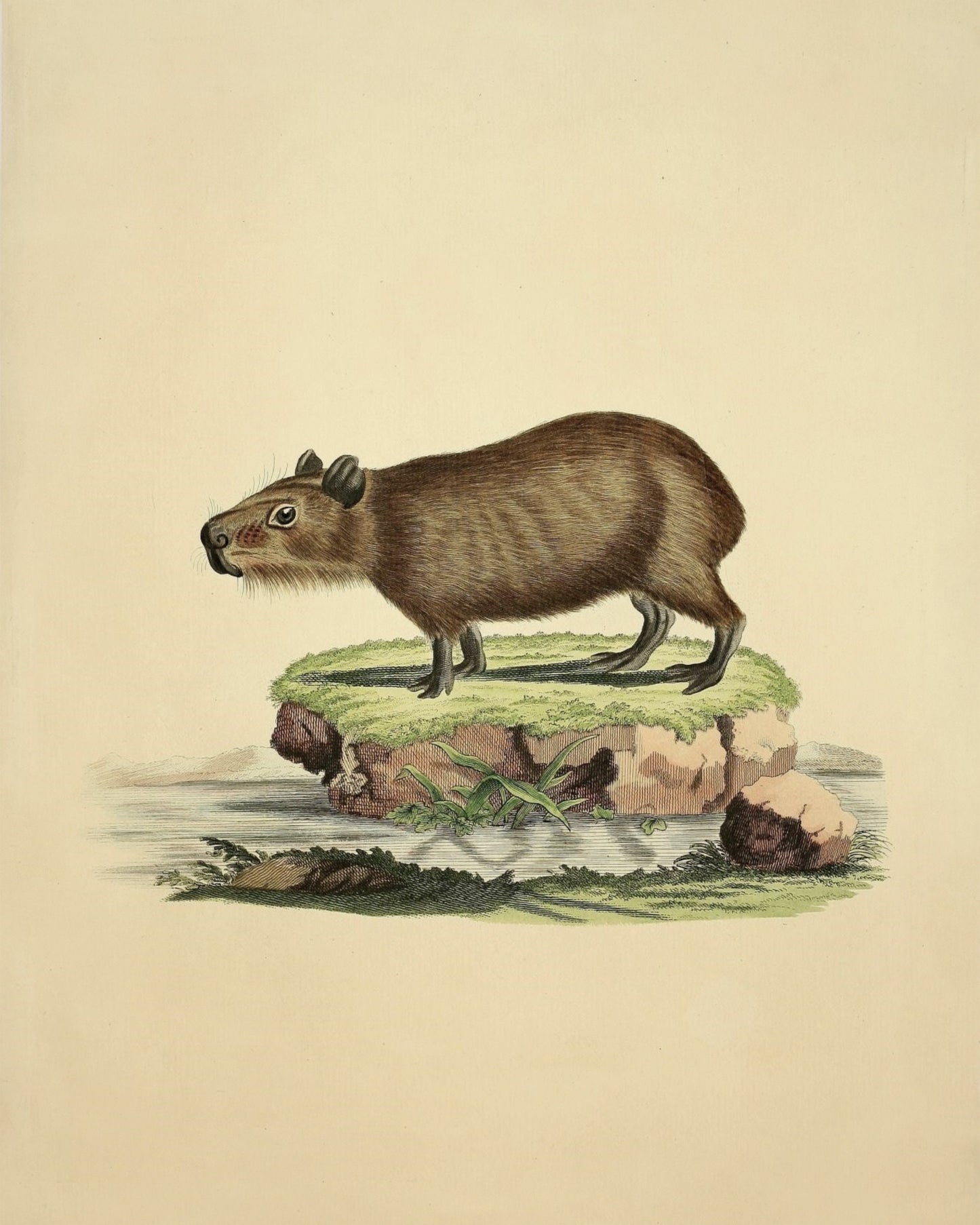 Capybara Print - Antique Reproduction - Wildlife Wall Decor - Natural History - Available Framed