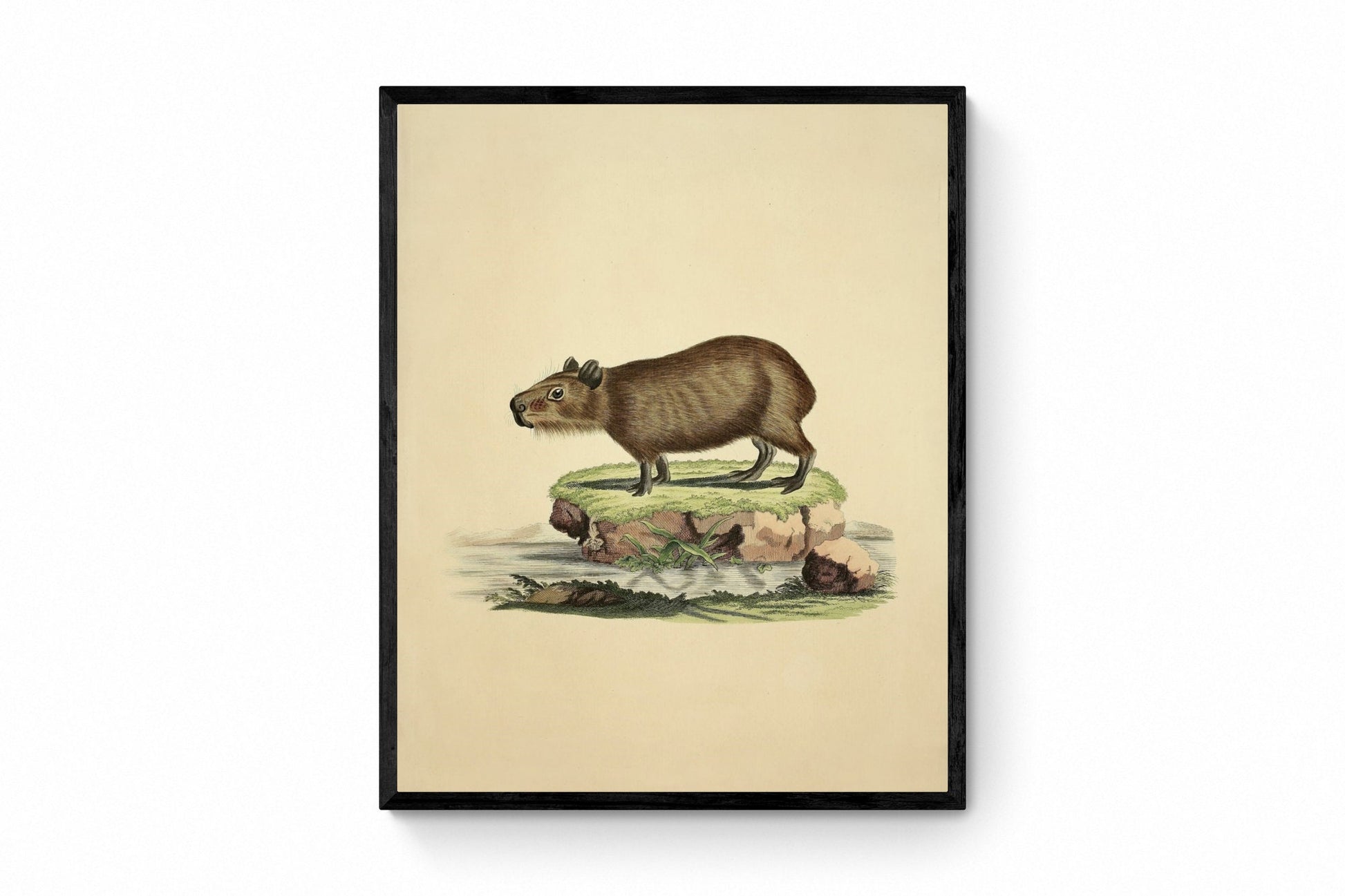 Capybara Print - Antique Reproduction - Wildlife Wall Decor - Natural History - Available Framed