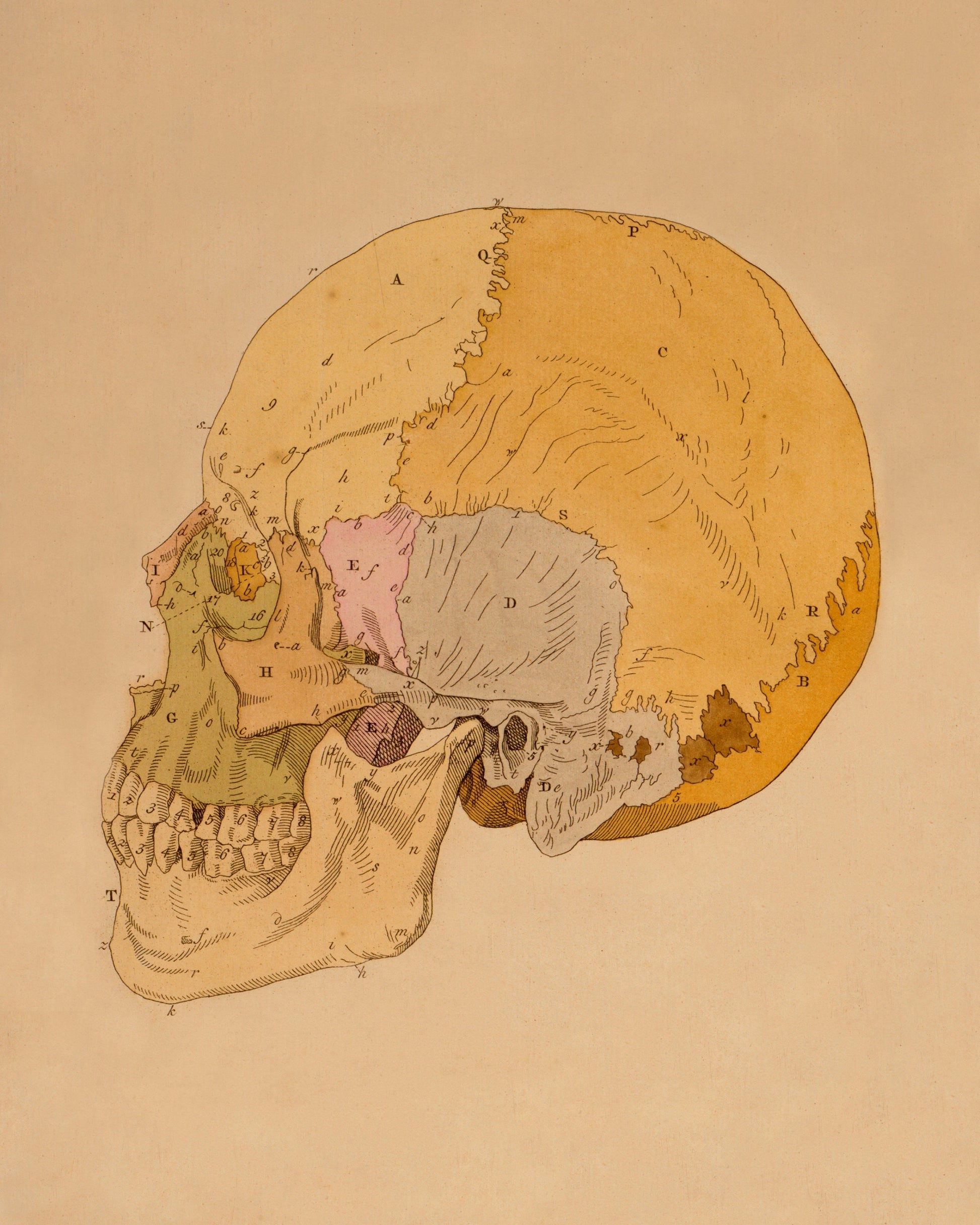 Skull Print - Osteology - Antique Reproduction - Science - Anatomy - Medical Decor - Available Framed