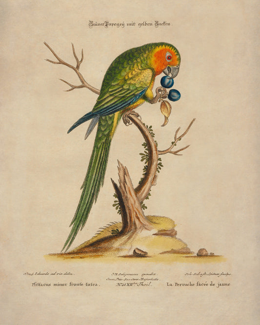 Green Parrot Print - Antique Reproduction - Ornithology - Bird Art - Available Framed