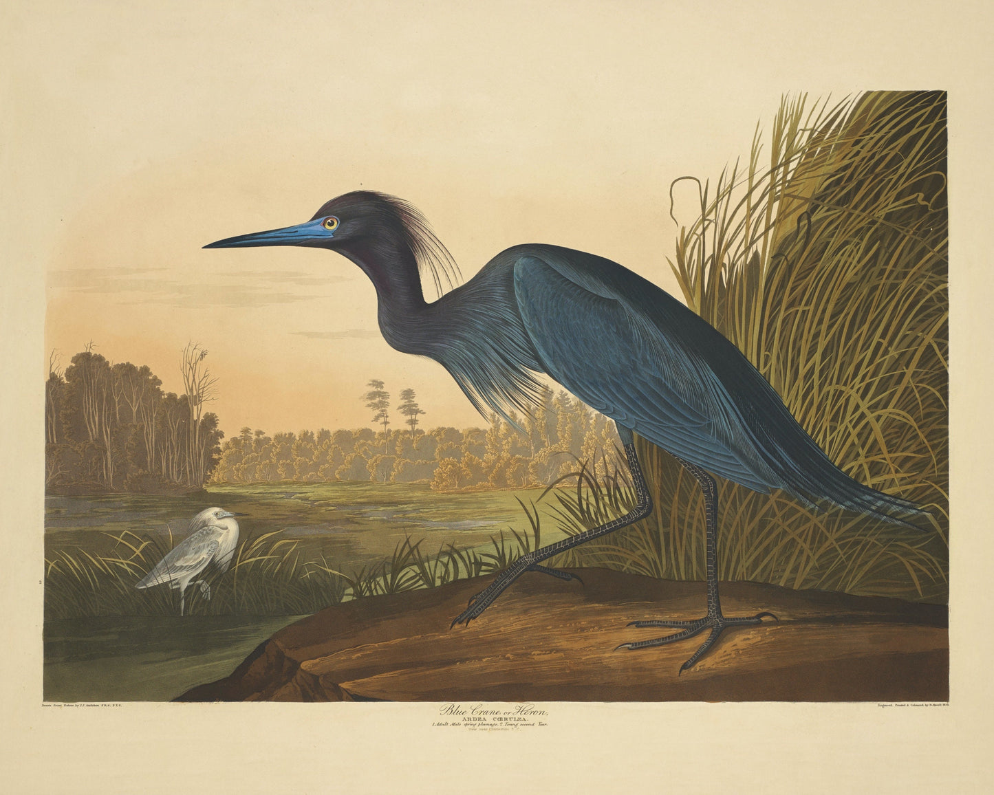 Blue Crane or Heron Print - Antique Art Reproduction - Country Decor - Ornithology - Bird Art - Available Framed