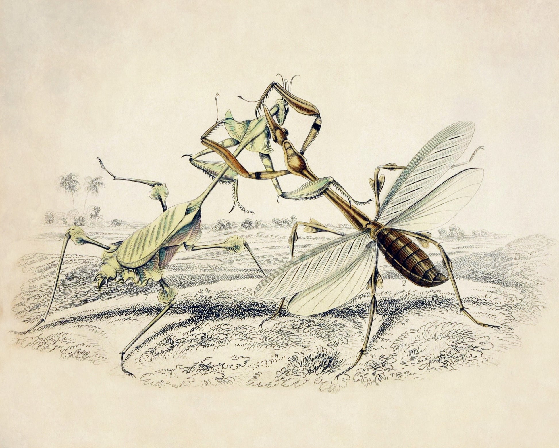 Mantis Print - Antique Art Reproduction - William Jardine - Entomology - Insect Art - Available Framed