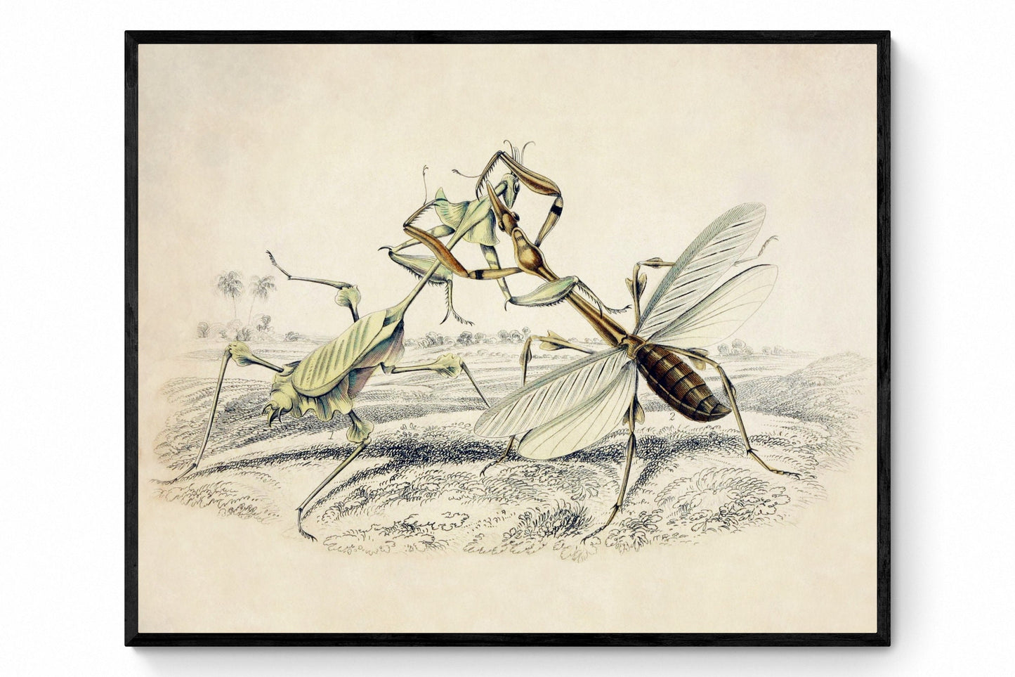 Mantis Print - Antique Art Reproduction - William Jardine - Entomology - Insect Art - Available Framed