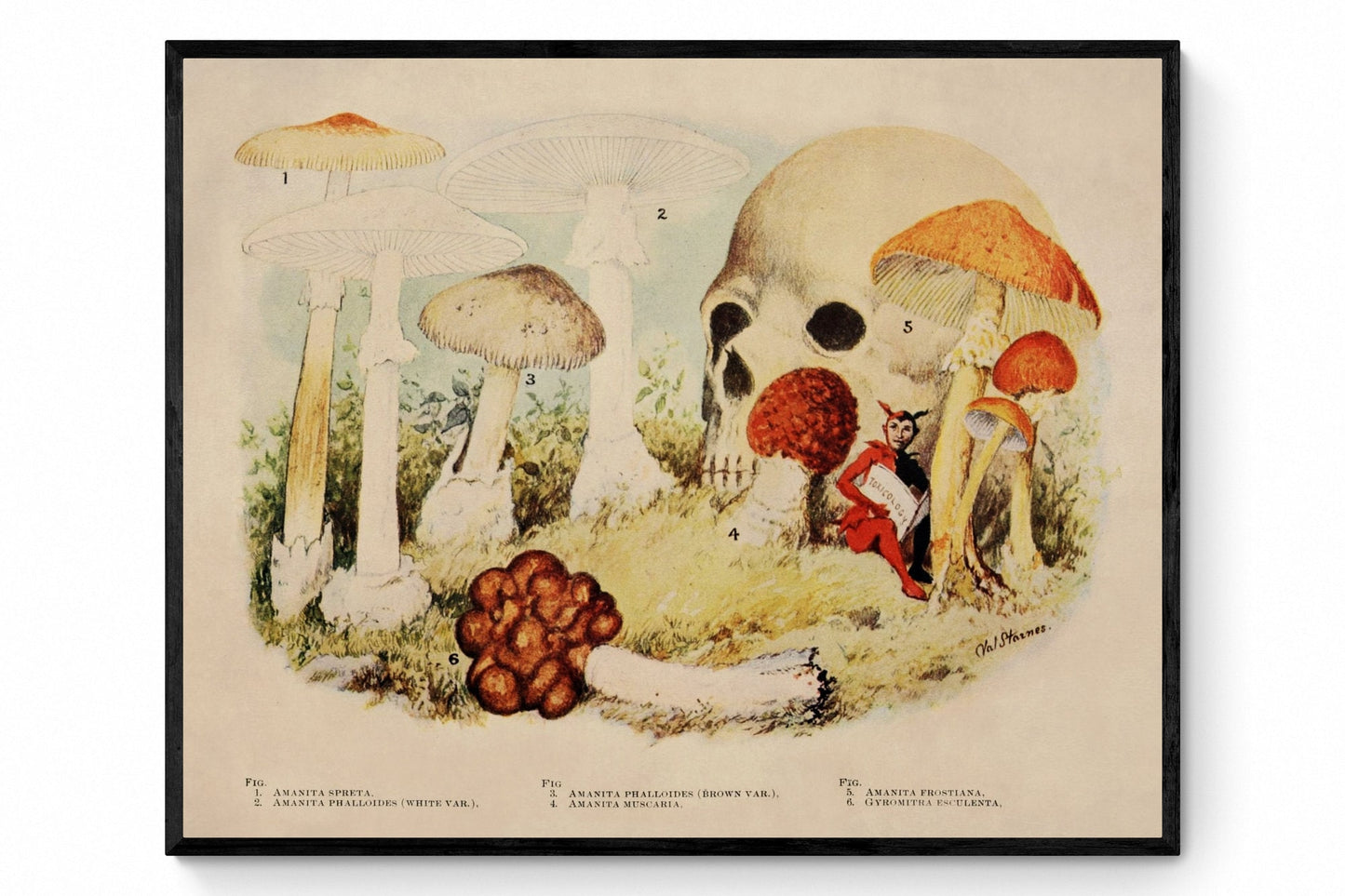 Poisonous Mushrooms Print - Antique Reproduction - Fungi - Toadstool - Available Framed