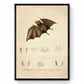 Red Fruit Bat Stenoderma Chilensis Print - Antique Reproduction - Available Framed