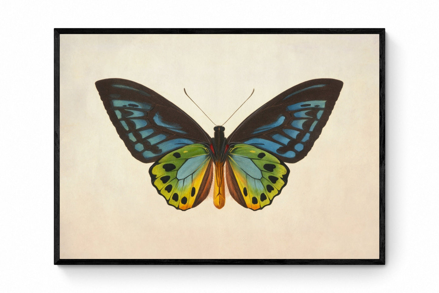 Ornithoptera Urvilliana Print - Antique Reproduction - Insect Art - Butterfly - Entomology - Common Green Birdwing - Available Framed