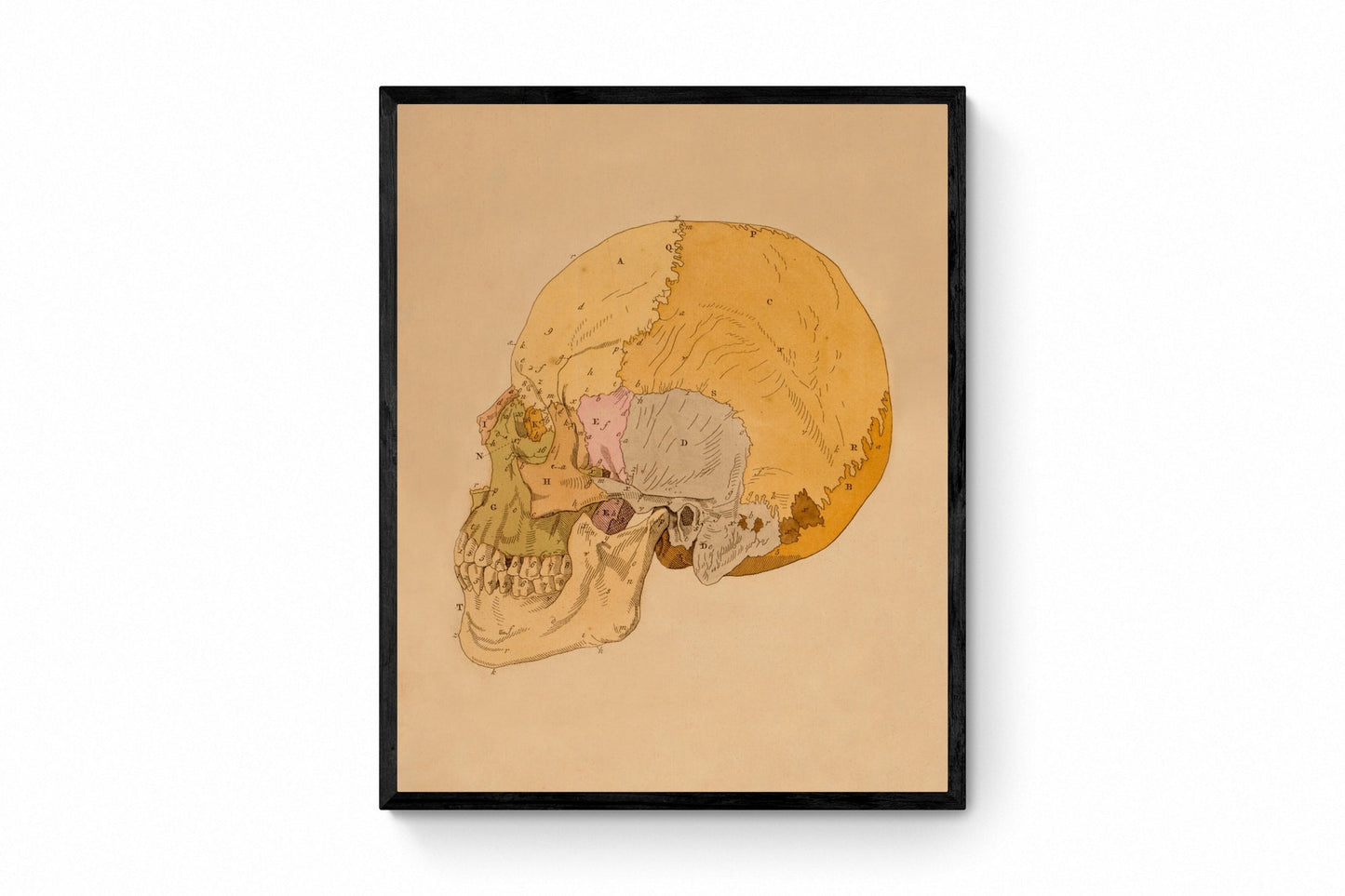 Skull Print - Osteology - Antique Reproduction - Science - Anatomy - Medical Decor - Available Framed