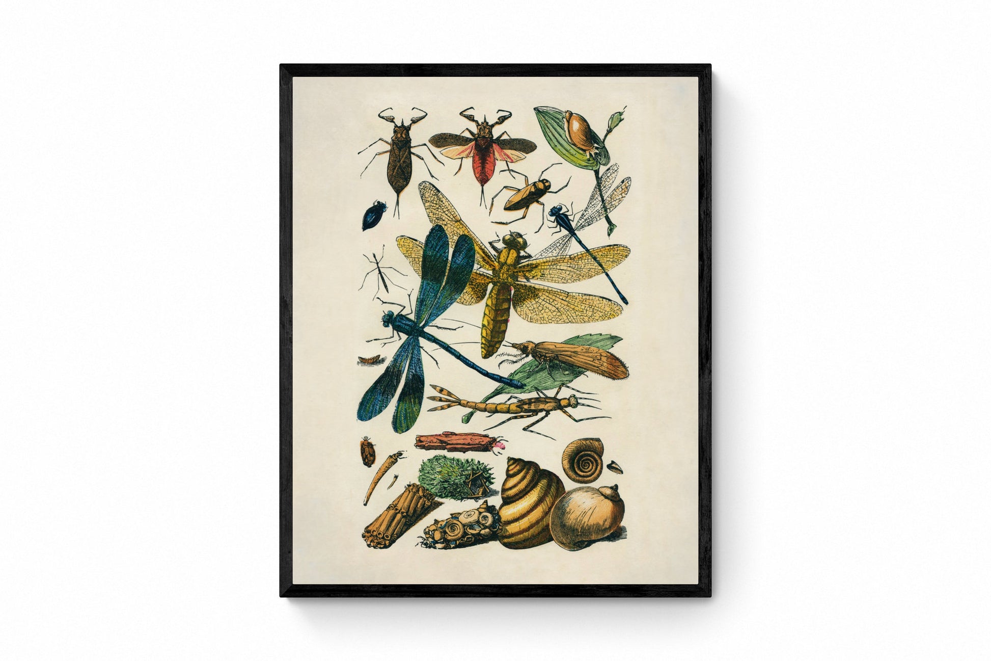 Entomology Print - Antique Reproduction - Dragonfly - Damselfly - Snail - Beetle - Fly - Insect Art - Available Framed