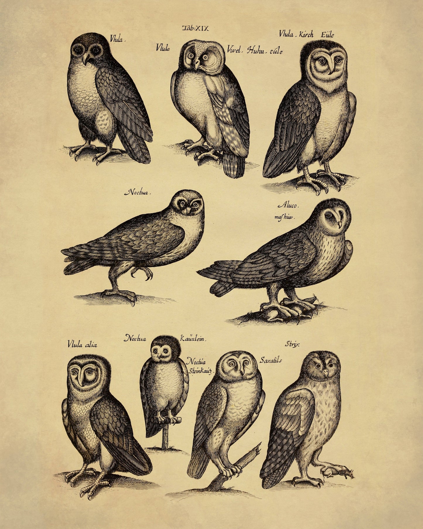 Owls Print dated 1650 - Antique Reproduction - Ornithology - Vintage Bird Art - Available Framed