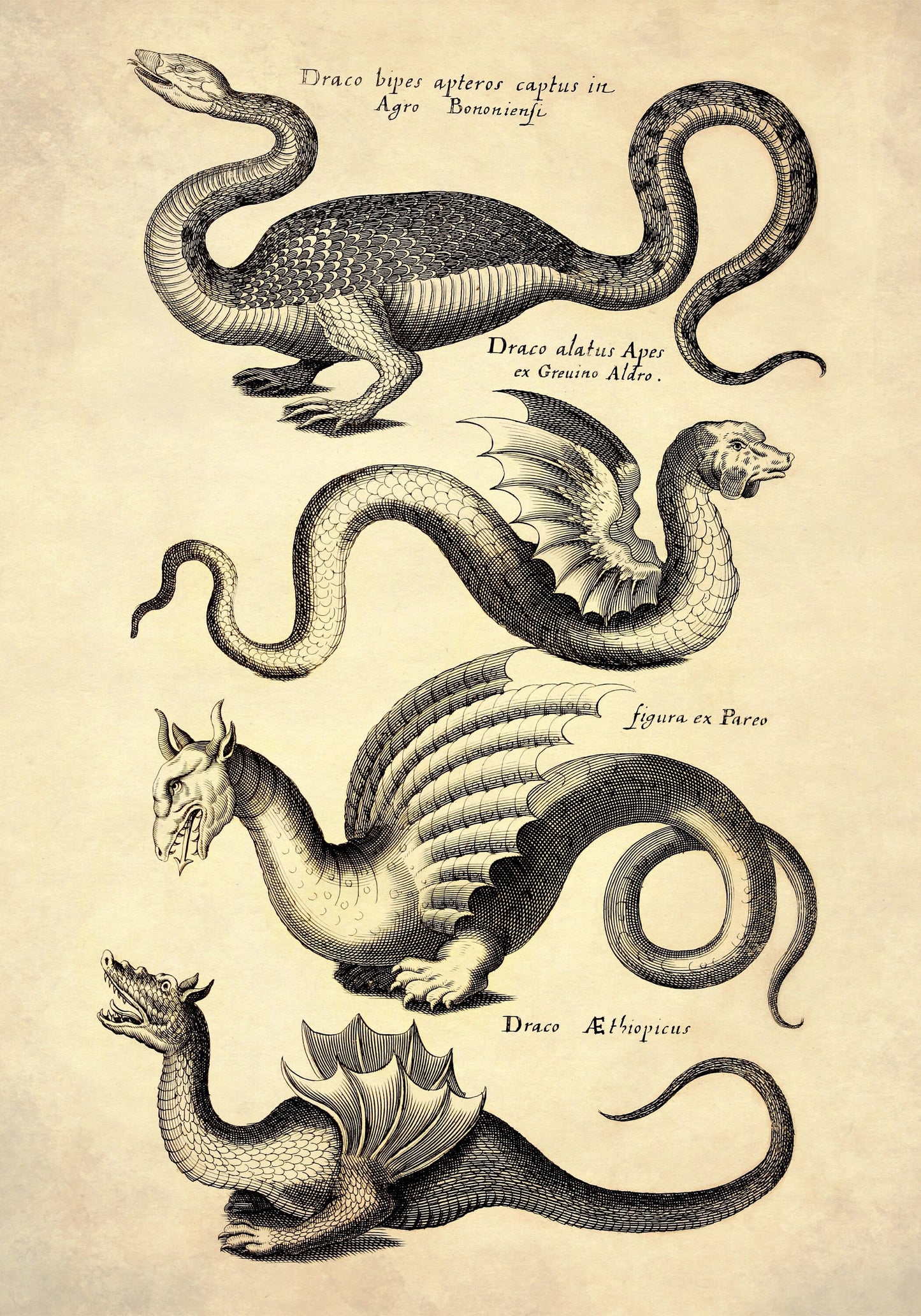Dragons Print dated 1650 - Antique Reproduction - Mythological Creature - Vintage Art - Available Framed