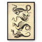 Dragons Print dated 1650 - Antique Reproduction - Mythological Creature - Vintage Art - Available Framed