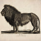 Lion - Antique Reproduction - dated 1805 - Wildlife - Natural History - Available Framed