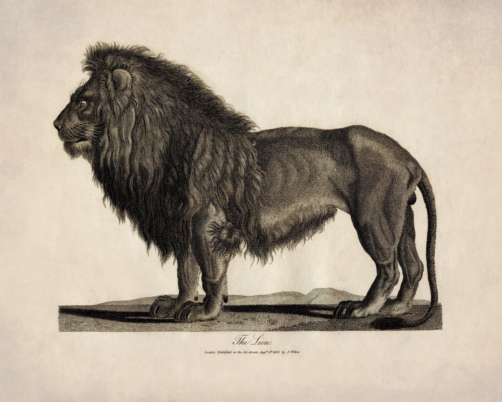 Lion - Antique Reproduction - dated 1805 - Wildlife - Natural History - Available Framed