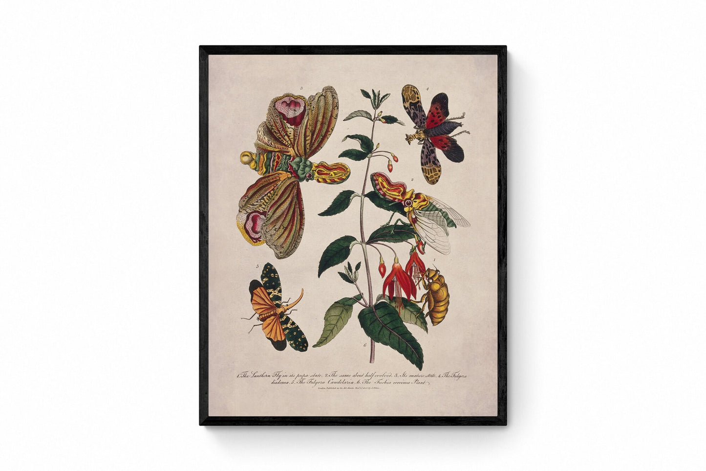 Lantern Fly (Fulgora) on a Flowering Fuchsia - Antique Reproduction - dated 1805 - Insect Art - Available Framed