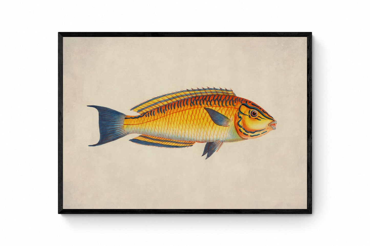 Brazilian Wrasse - Antique Reproduction - dated 1782 - Colourful Tropical Fish - Available Framed