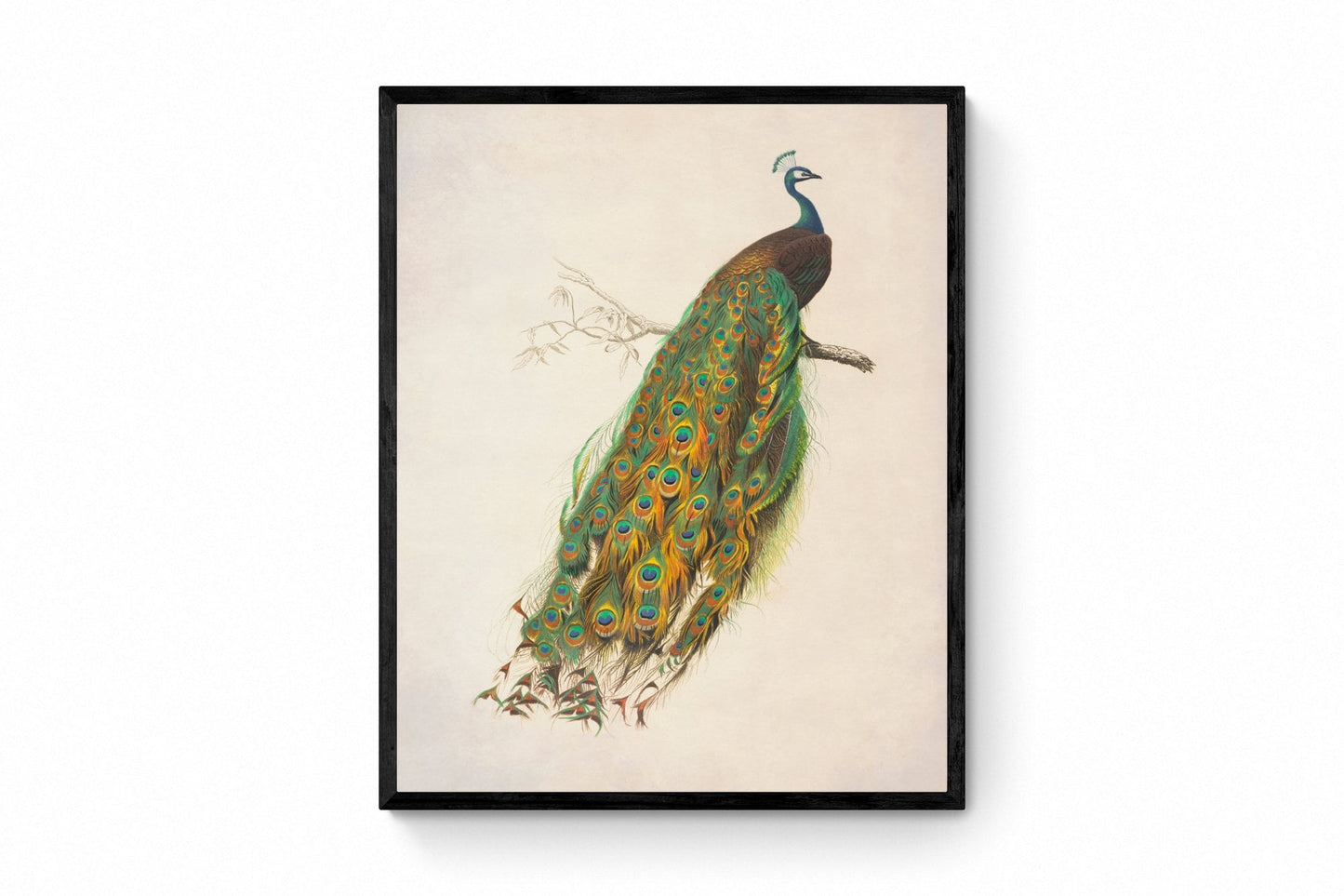 Indian Peafowl - Antique Reproduction - dated 1849 - Peacock - Blue Peafowl - Available Framed