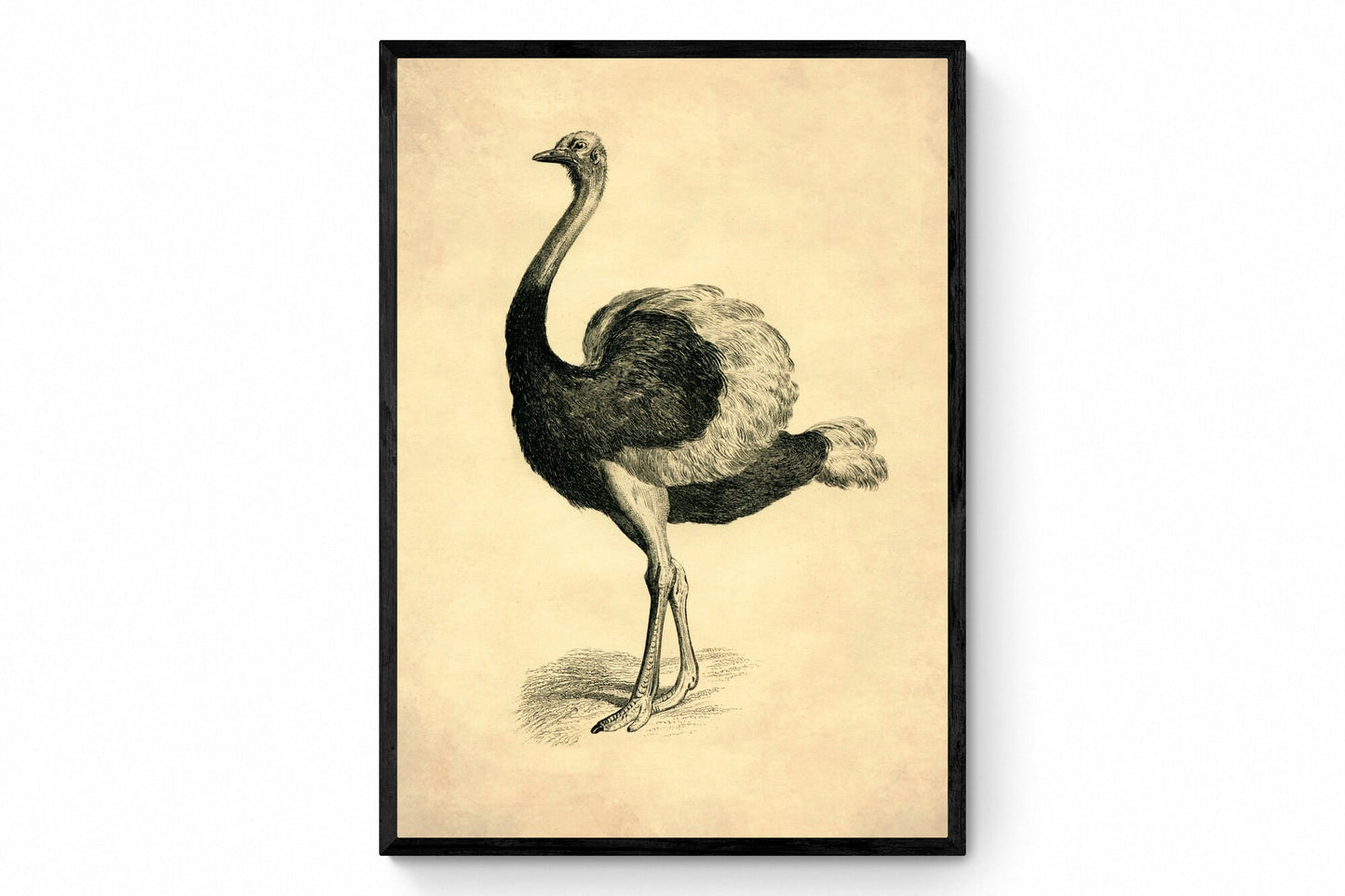 Ostrich - Antique Reproduction - dated 1891 - Osteology - Bird Art - Available Framed